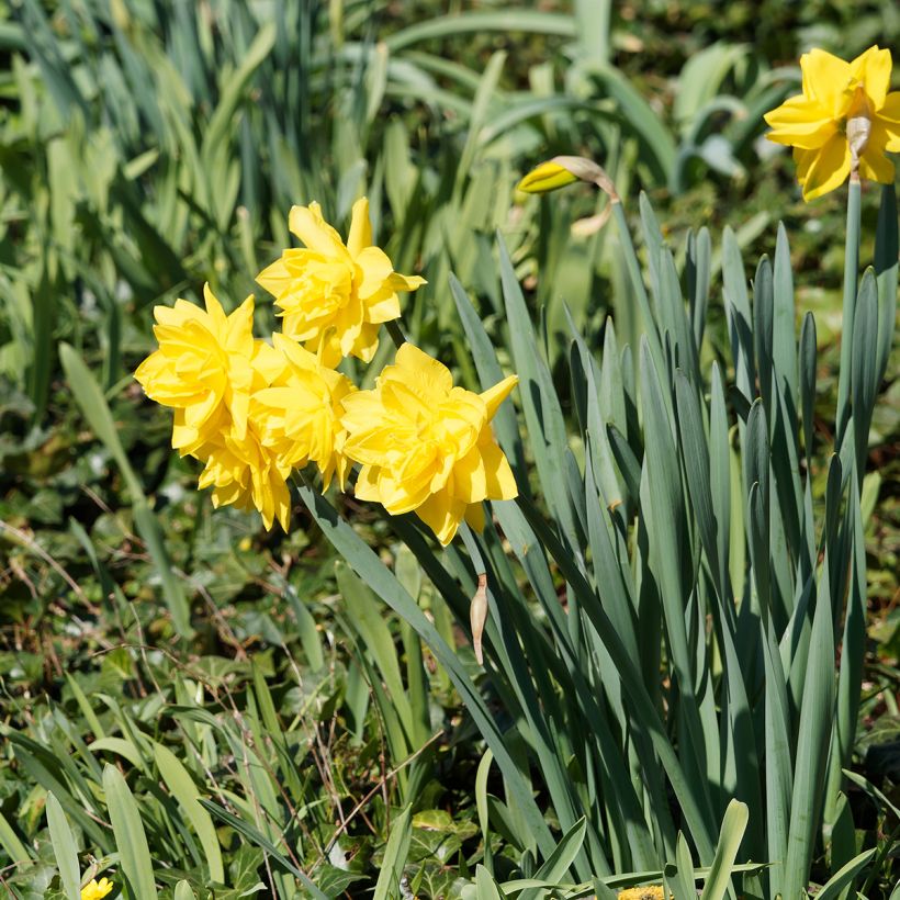Narcissus Golden Ducat (Plant habit)