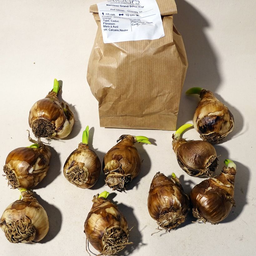 Example of Narcissus Grand Soleil d'Or Bulb size 14+ specimen as delivered