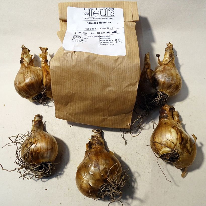 Example of Narcissus Heamoor Bulb size 12 specimen as delivered