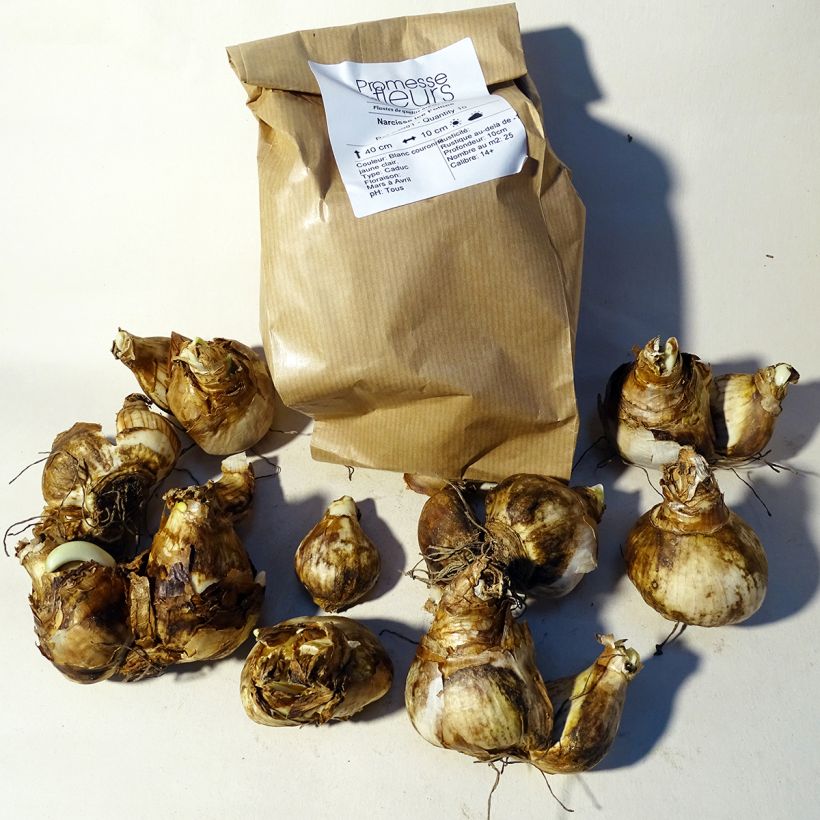 Example of Narcissus Ice Follies - Daffodil Bulb size 12 specimen as delivered