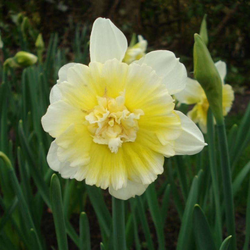 Narcissus Ice King - Daffodil (Flowering)