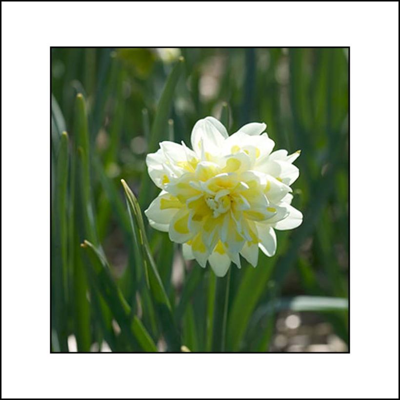 Narcissus Irene Copeland (Flowering)