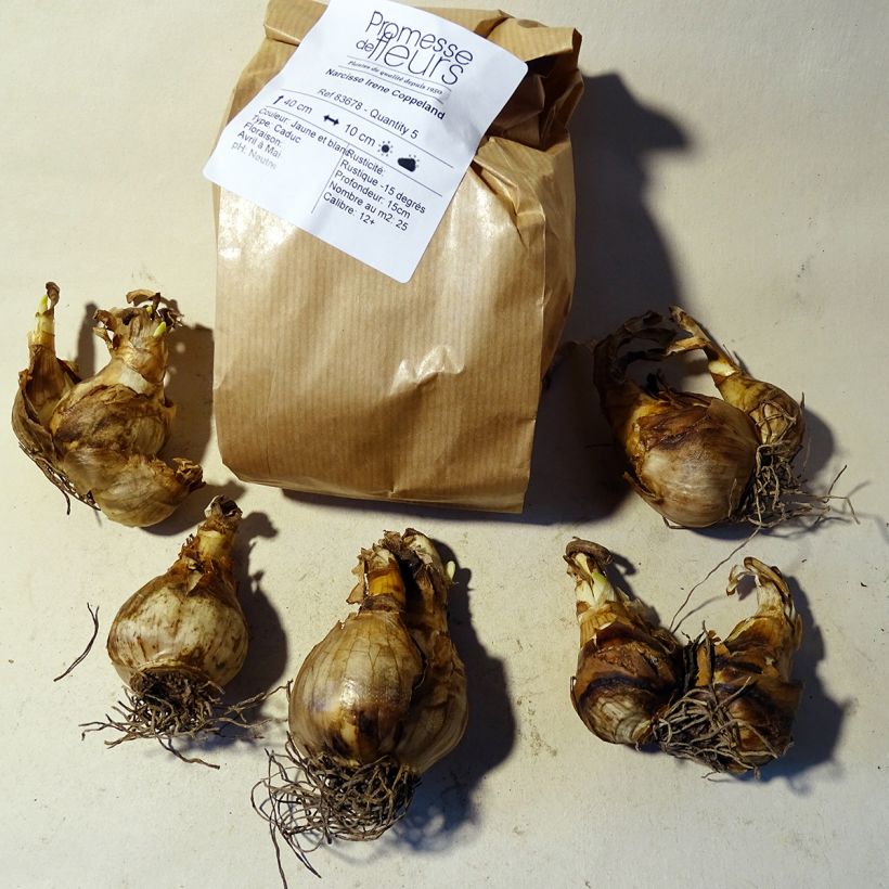Example of Narcissus Irene Copeland Bulb size 12+ specimen as delivered