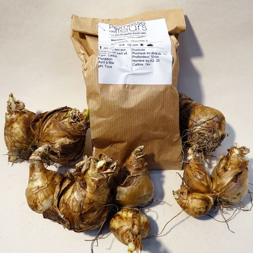 Example of Narcissus Jamestown Bulb size 14+ specimen as delivered