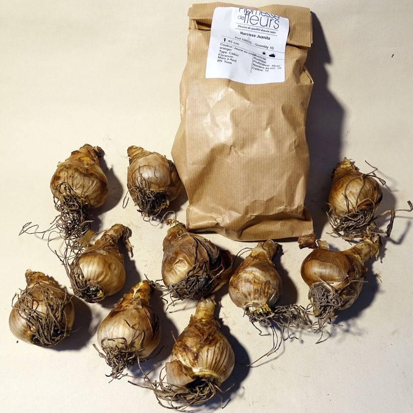 Example of Narcissus Juanita Bulb size 12+ specimen as delivered