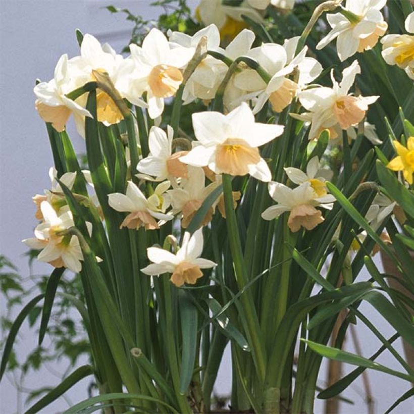 Narcissus Katie Heath (Plant habit)