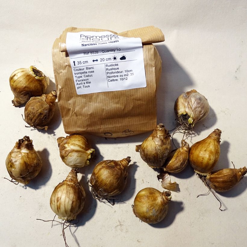 Example of Narcissus Katie Heath Bulb size 10+ specimen as delivered