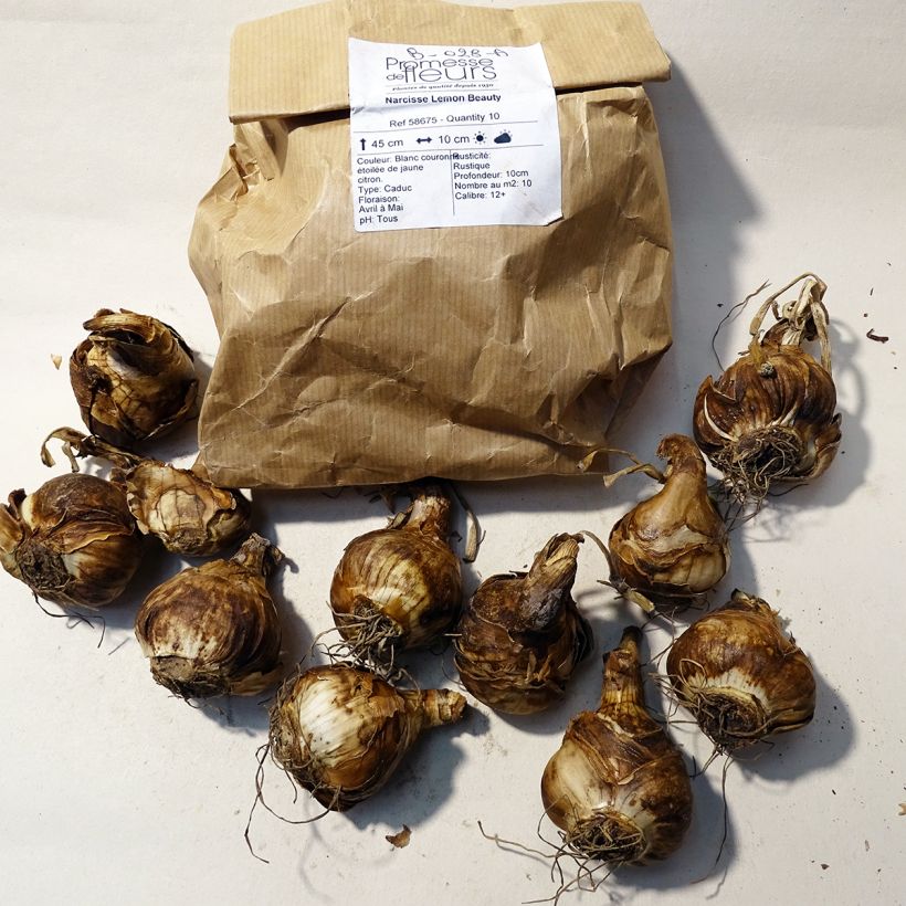 Example of Narcissus 'Lemon Beauty' Bulb size 12+ specimen as delivered