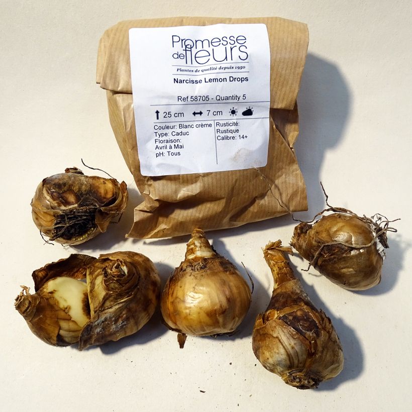 Example of Narcissus triandrus Lemon Drops specimen as delivered