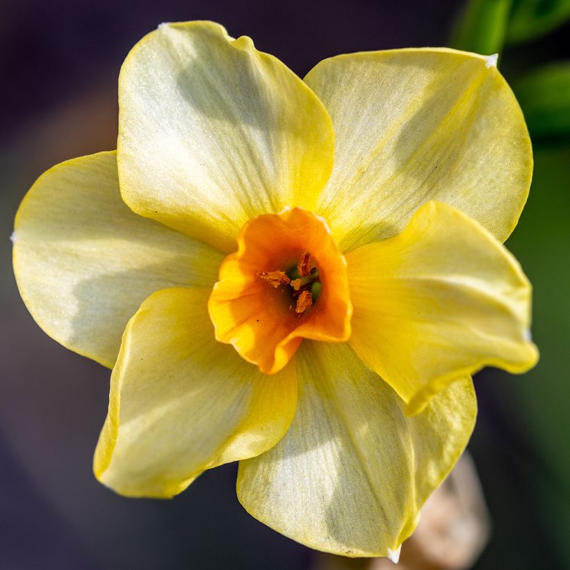 Narcissus x jonquilla Martinette (Flowering)