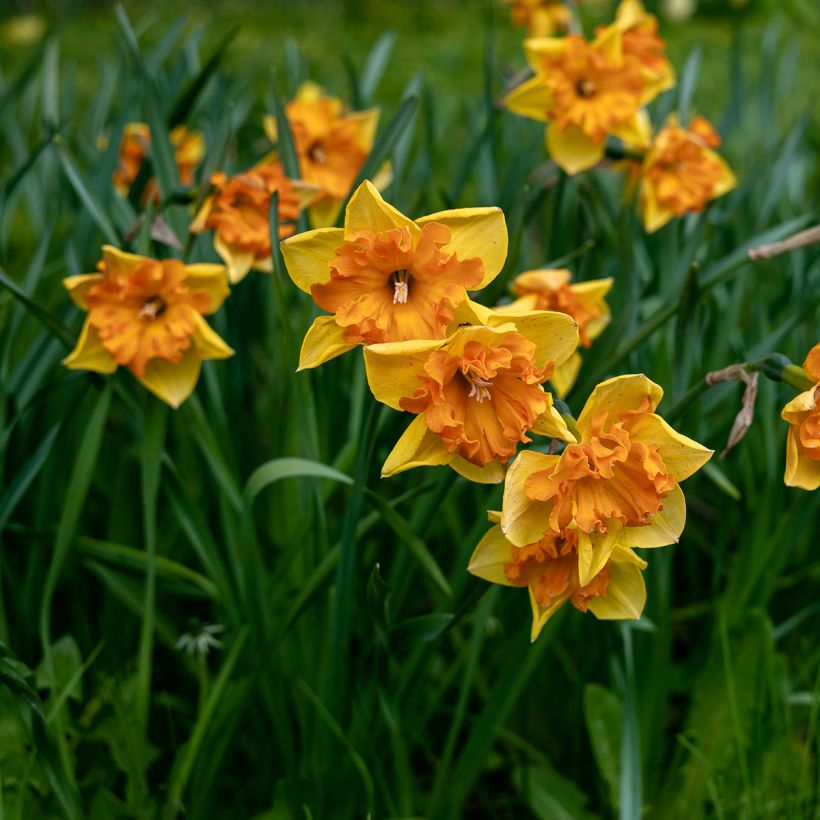 Narcissus Mondragon (Plant habit)