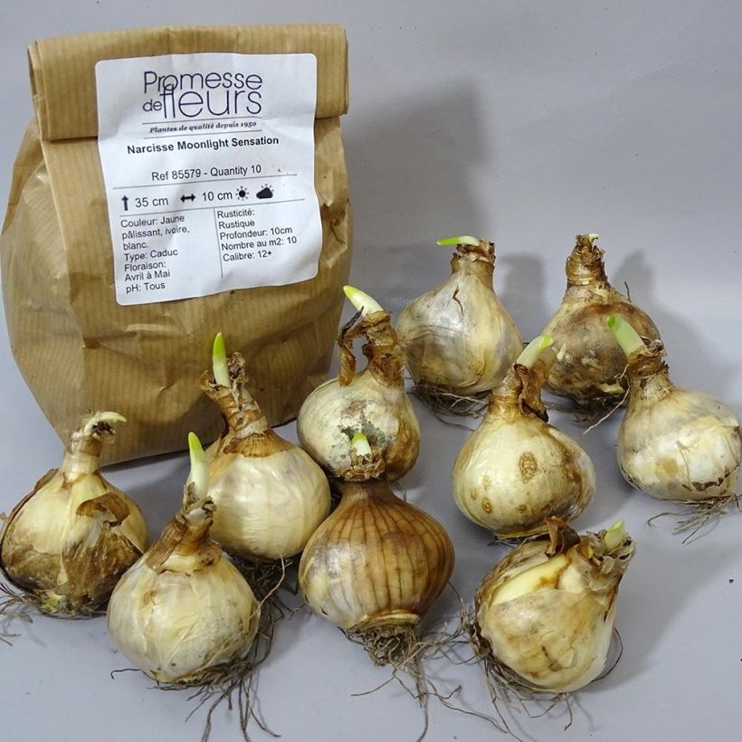 Example of Narcissus x triandus Moonlight Sensation Bulb size 10+ specimen as delivered