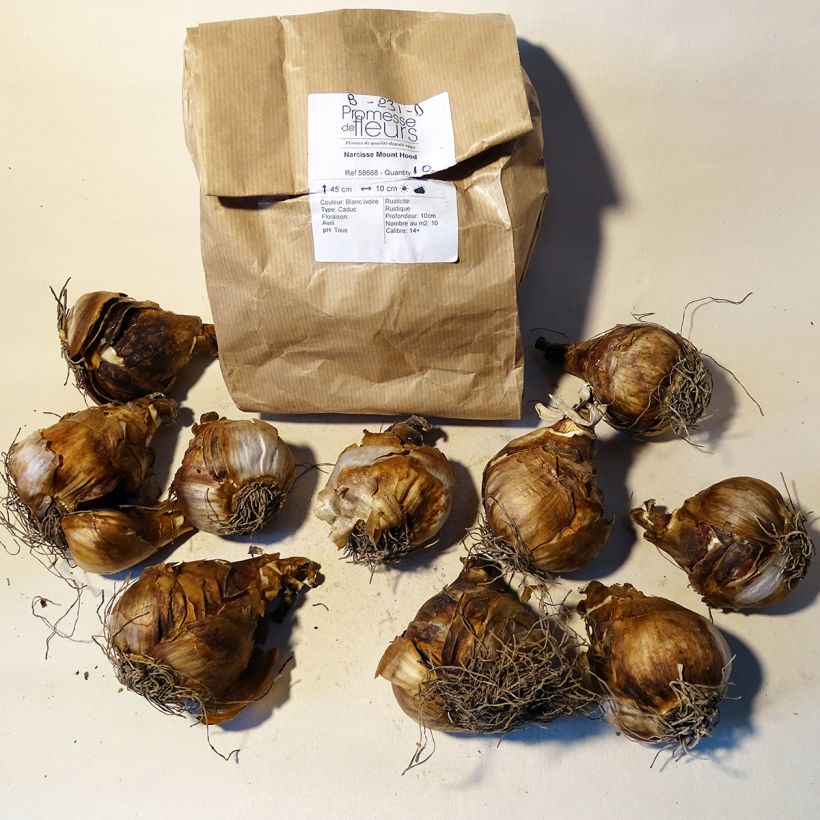 Example of Narcissus Mount Hood Bulb size 14/16 specimen as delivered
