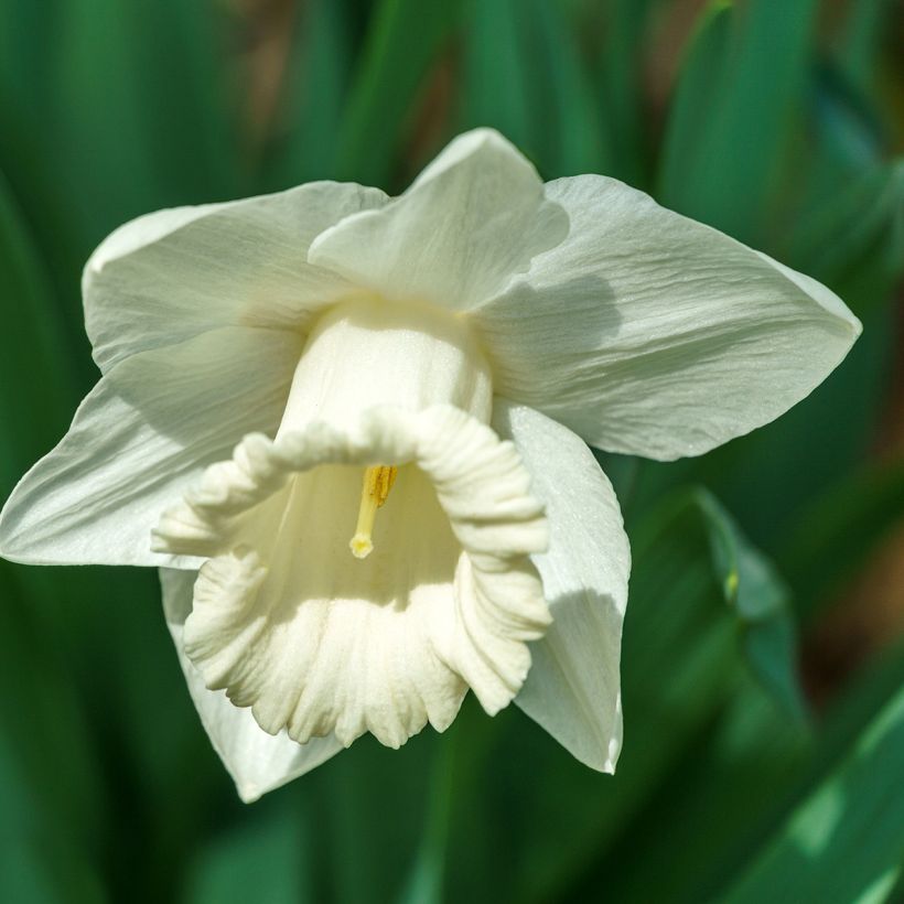 Narcissus Mount Hood (Flowering)