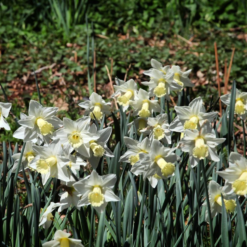 Narcissus Mount Hood (Plant habit)