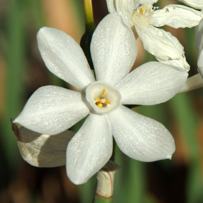 Narcissus papyraceus Paperwhite (Flowering)