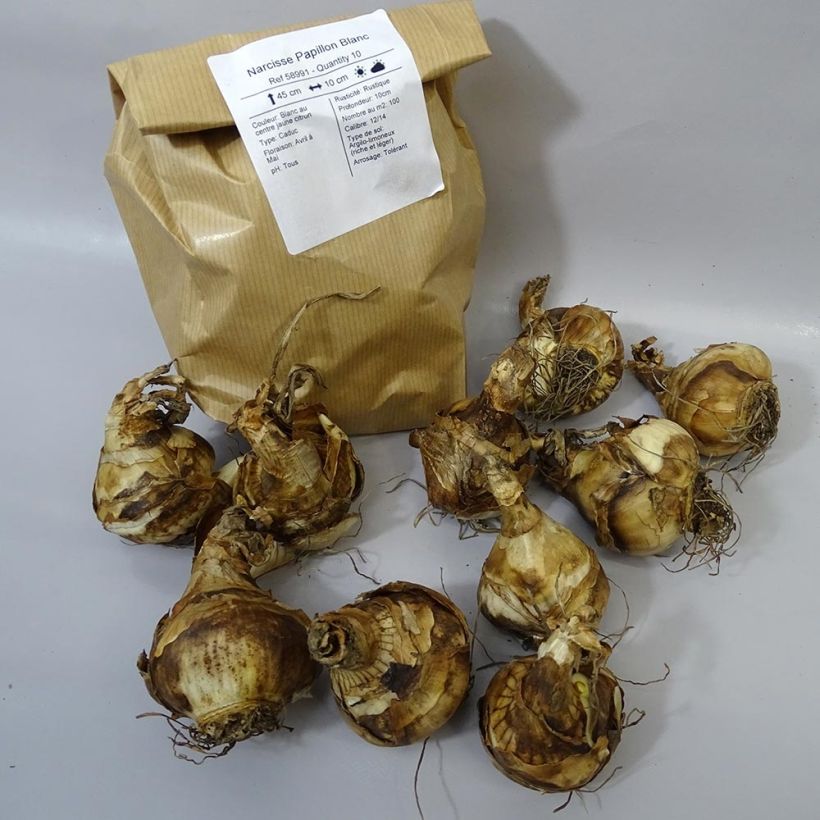 Example of Narcissus Papillon Blanc specimen as delivered
