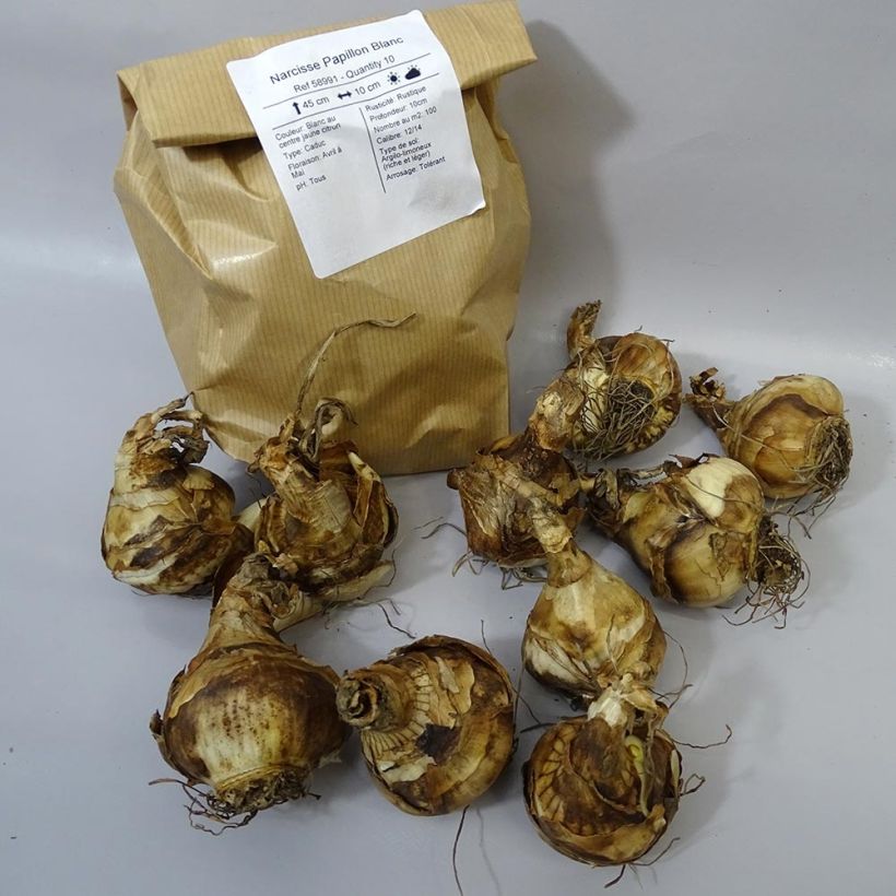 Example of Narcissus Papillon Blanc Bulb size 12+ specimen as delivered