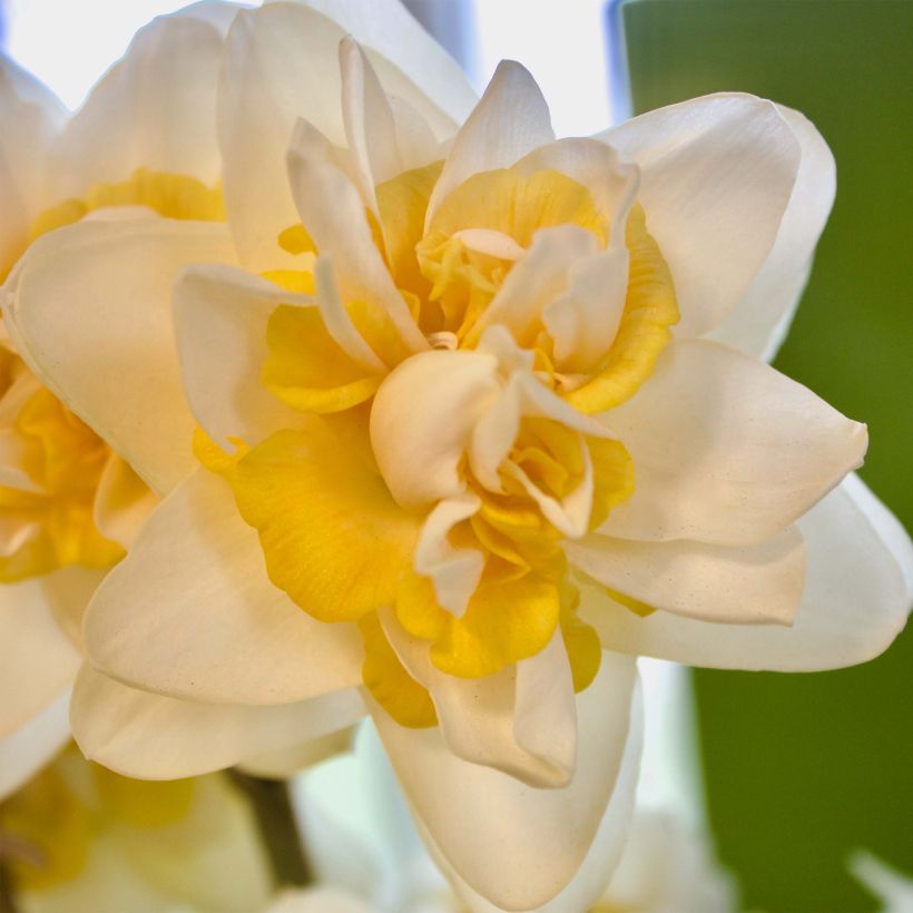 Narcissus Peach Cobbler (Flowering)