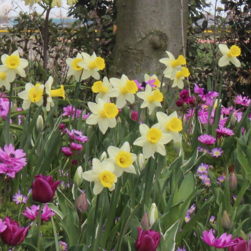 Narcissus cyclamineus Peeping Jenny (Plant habit)