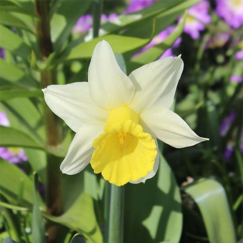 Narcissus cyclamineus Peeping Jenny (Flowering)