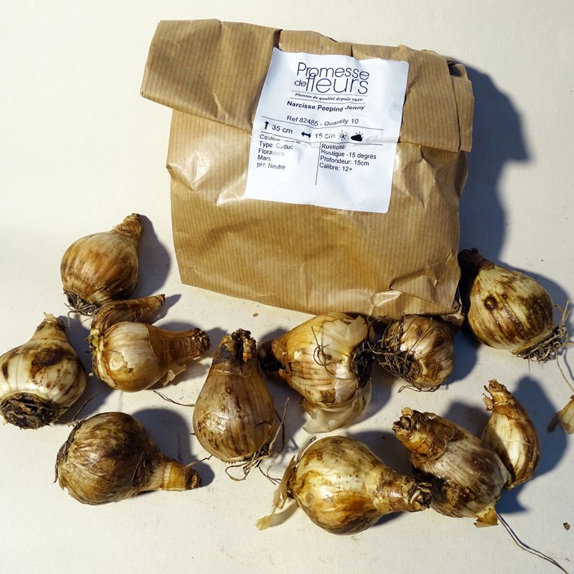 Example of Narcissus cyclamineus Peeping Jenny Bulb size 12+ specimen as delivered