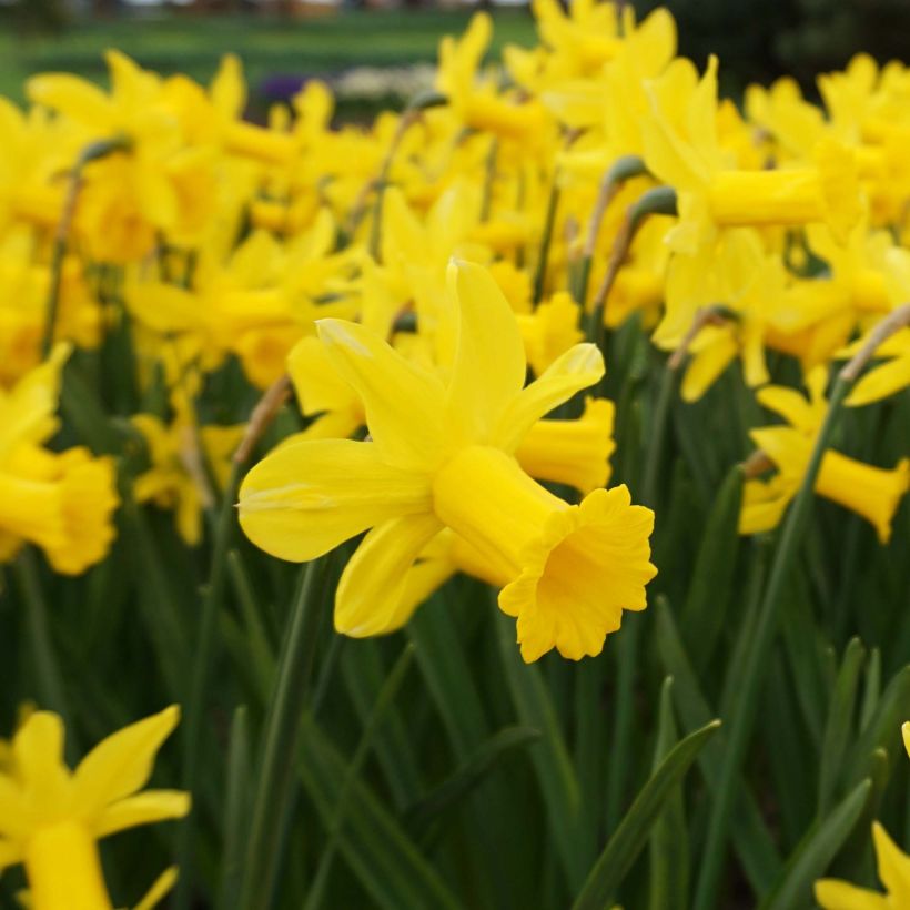 Narcissus cyclamineus Peeping Tom (Flowering)