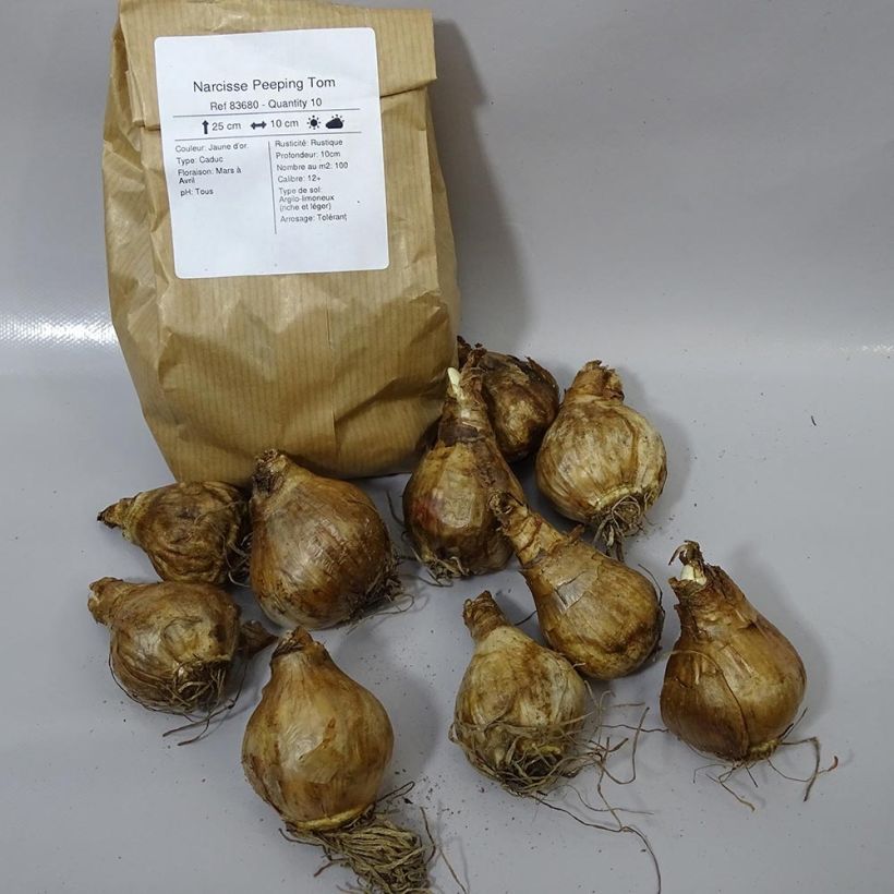 Example of Narcissus cyclamineus Peeping Tom Bulb size 14/16 specimen as delivered