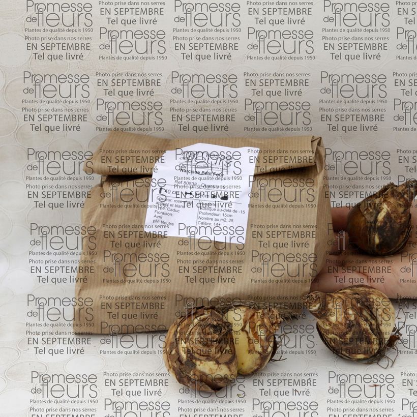 Example of Narcissus Petit Four Bulb size 12+ specimen as delivered
