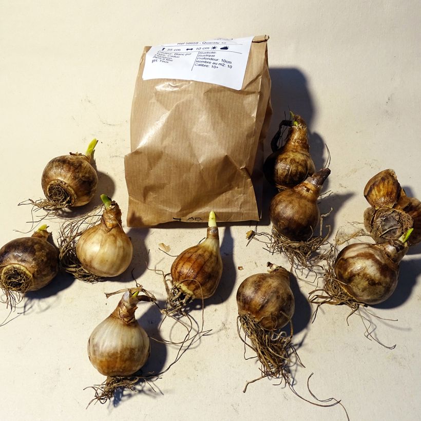 Example of Narcissus Petrel Bulb size 12+ specimen as delivered