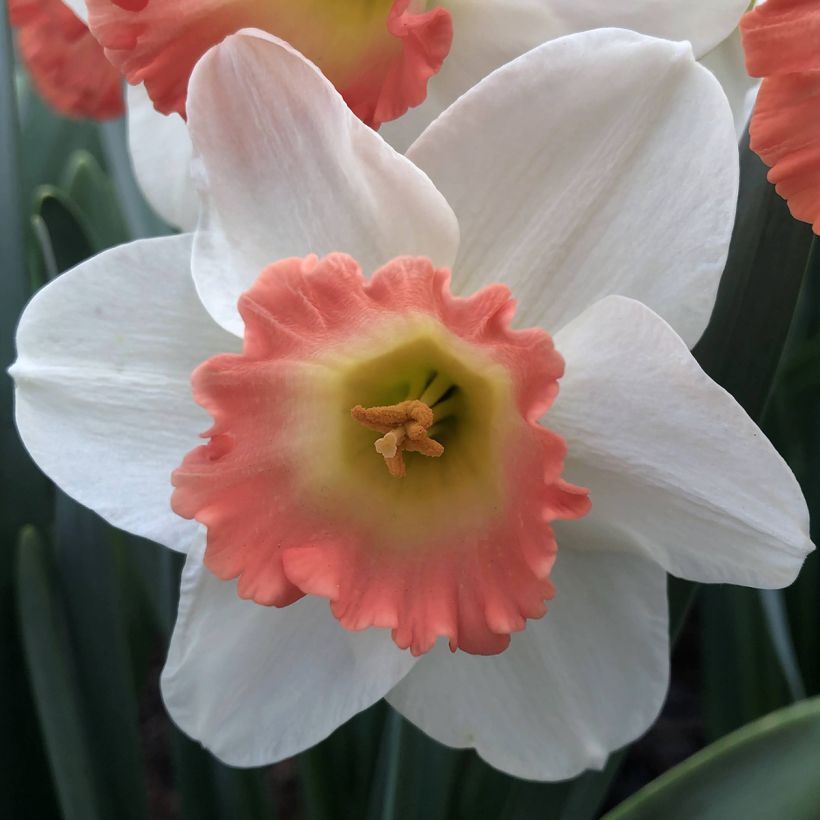 Narcissus Pink Charm - Daffodil (Flowering)