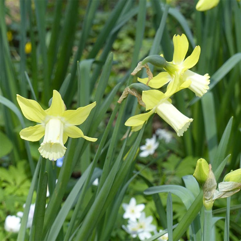 Narcissus jonquilla Pipit (Flowering)