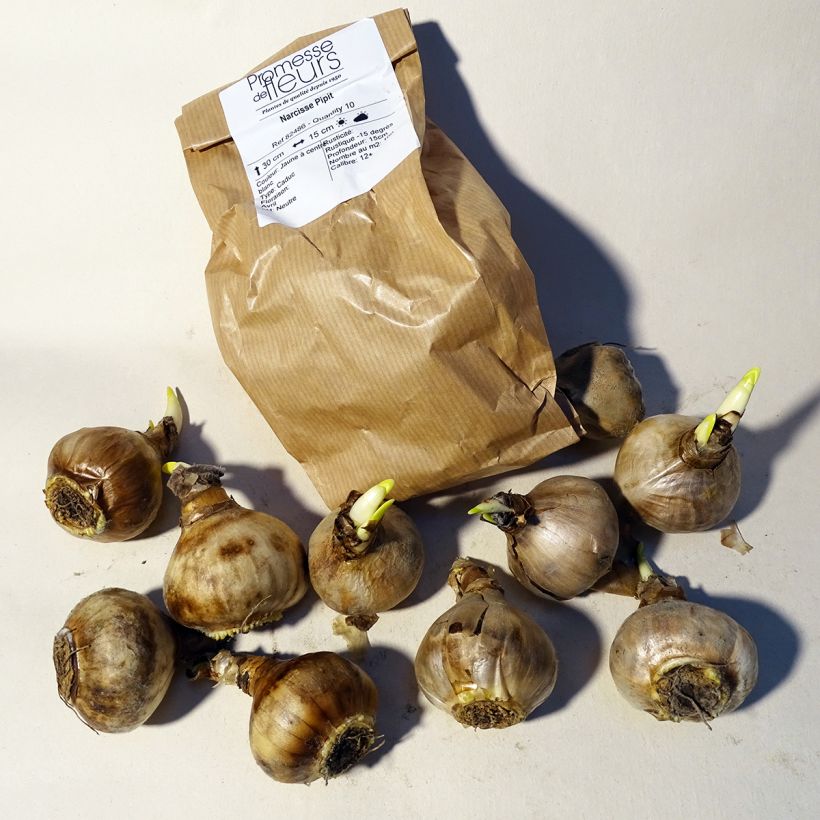 Example of Narcissus jonquilla Pipit Bulb size 12+ specimen as delivered