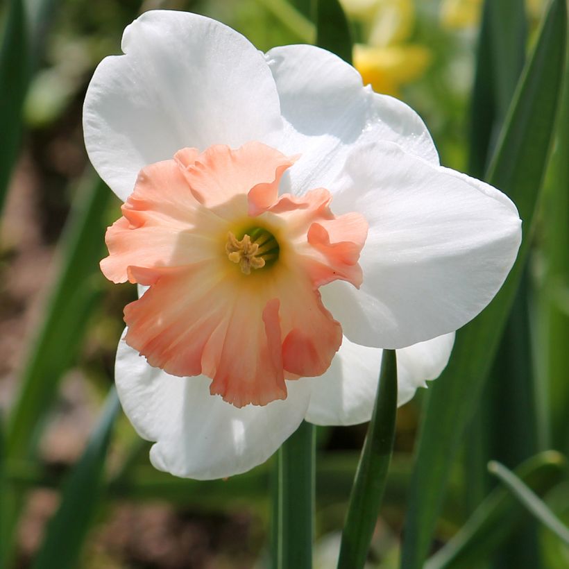 Narcissus Precocious - Daffodil (Flowering)