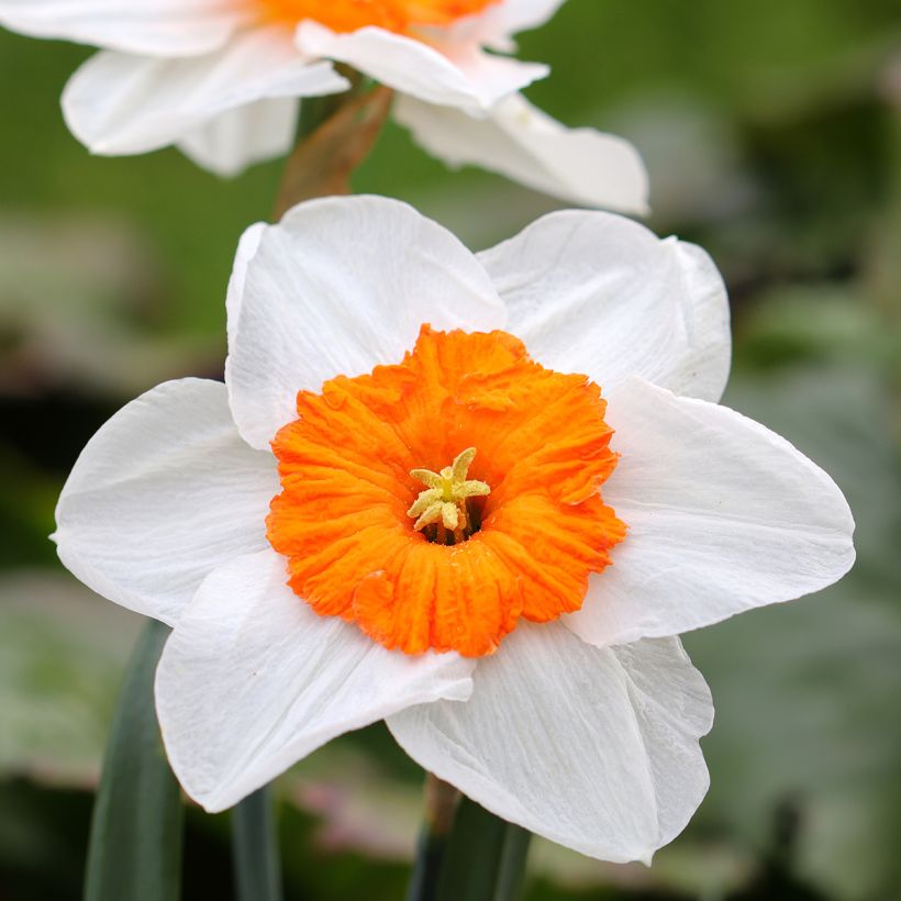 Narcissus Professor Einstein (Flowering)