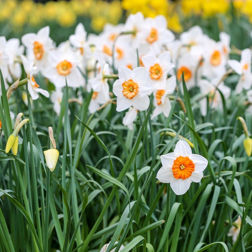 Narcissus Professor Einstein (Plant habit)