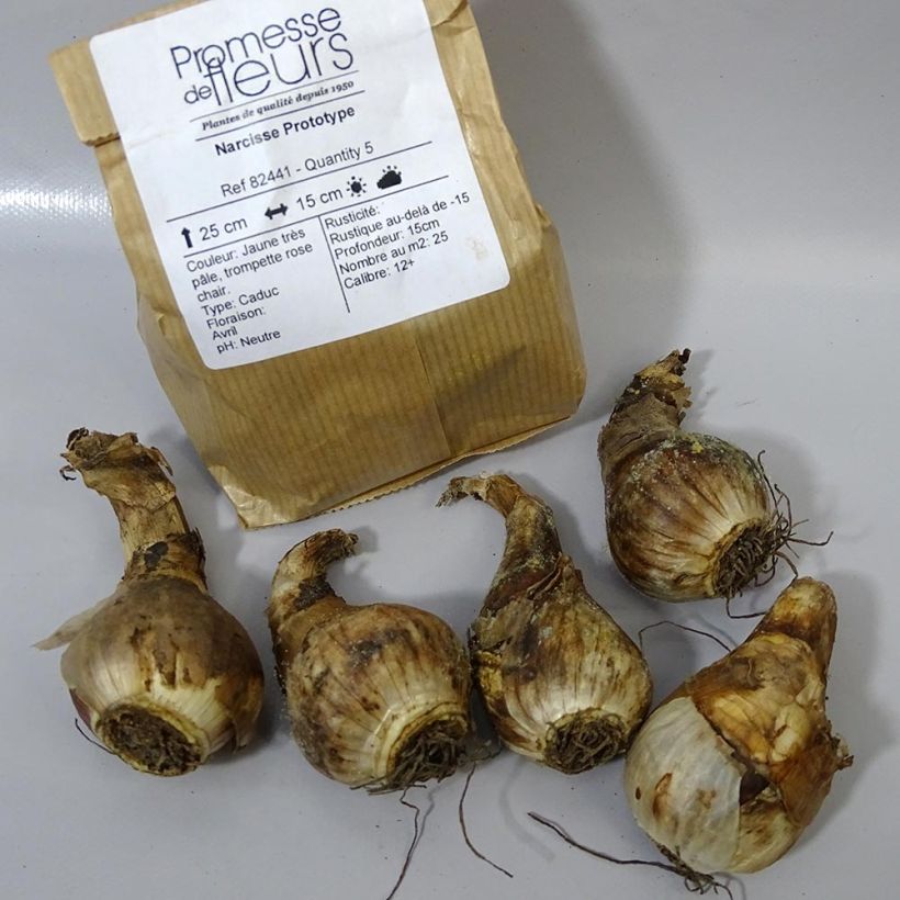 Example of Narcissus cyclamineus Prototype Bulb size 12+ specimen as delivered