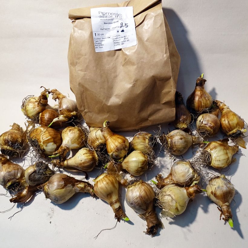 Example of Narcissus Quail - Daffodil Bulb size 10+ specimen as delivered