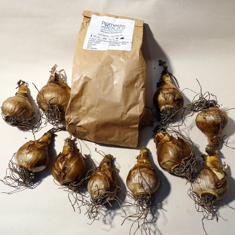 Example of Narcissus Red Devon Bulb size 14/16 specimen as delivered