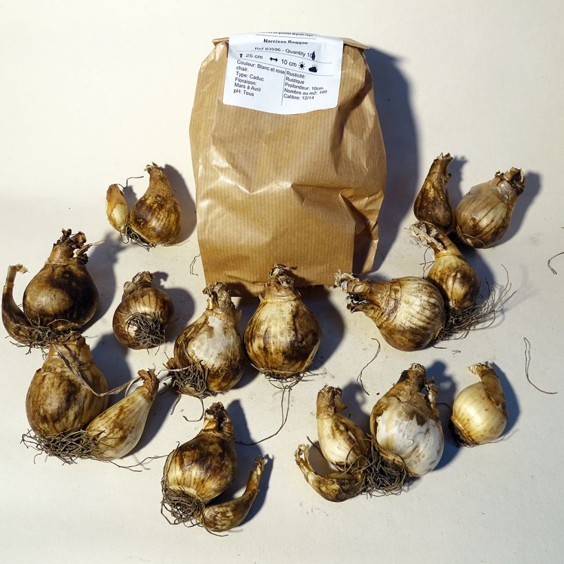 Example of Narcissus cyclamineus Reggae Bulb size 10+ specimen as delivered