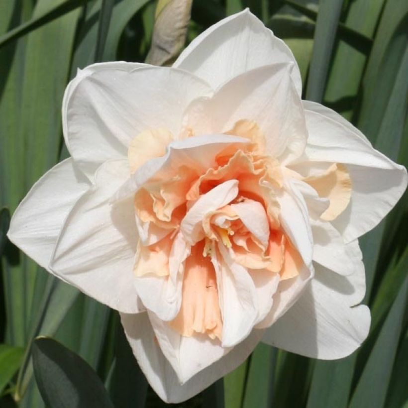 Narcissus Replete - Daffodil (Flowering)