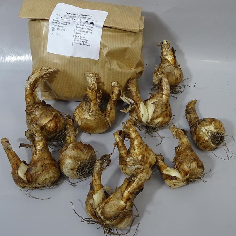 Example of Narcissus 'Ringtone' Bulb size 12+ specimen as delivered
