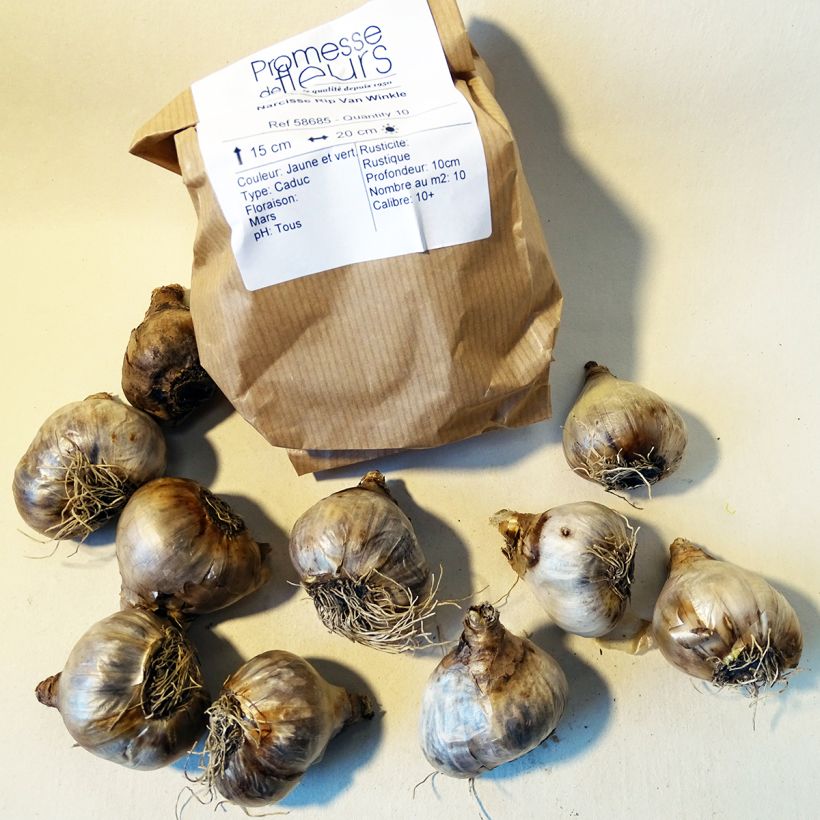 Example of Narcissus pumilus Rip van Winkle Bulb size 10+ specimen as delivered