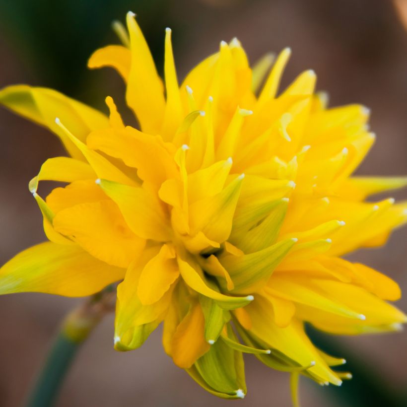 Narcissus pumilus Rip van Winkle (Flowering)