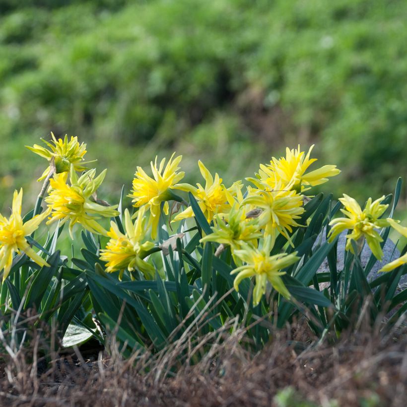 Narcissus pumilus Rip van Winkle (Plant habit)