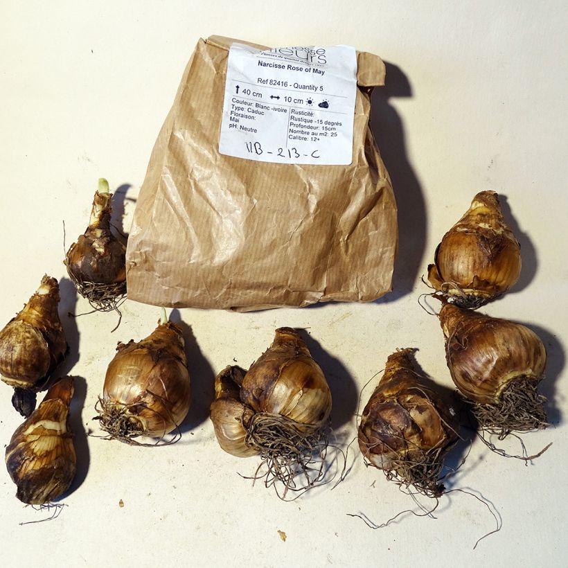 Example of Narcissus Rose of May Bulb size 12+ specimen as delivered