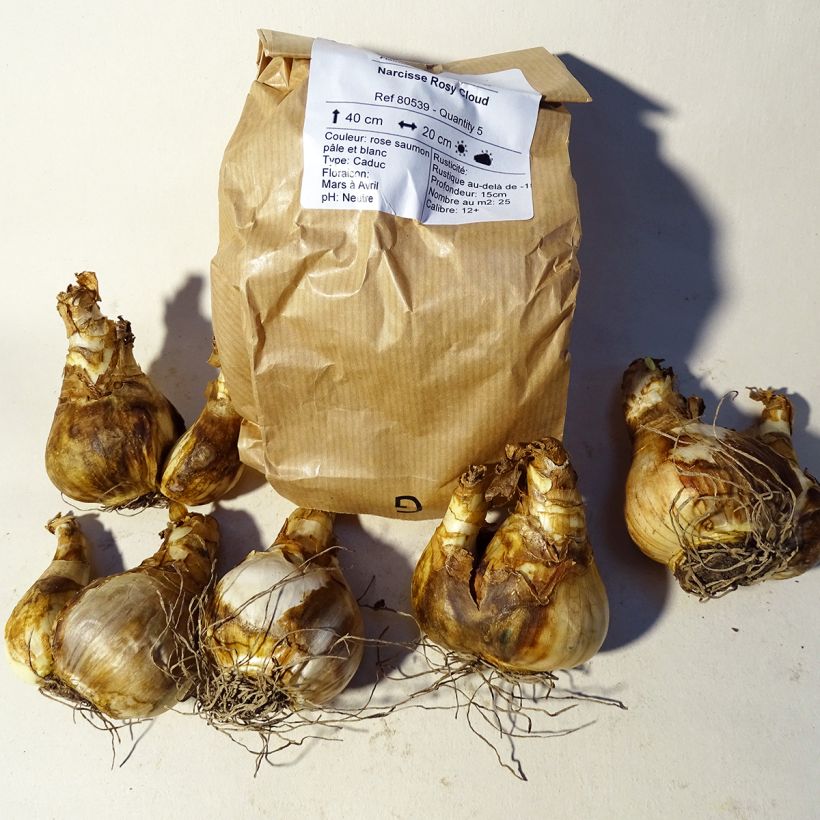 Example of Narcissus Rosy Cloud Bulb size 12+ specimen as delivered