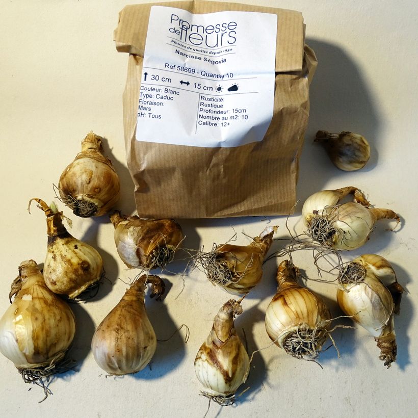Example of Narcissus Segovia Bulb size 10+ specimen as delivered