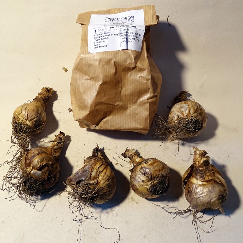 Example of Narcissus cyclamineus Skype Bulb size 14/16 specimen as delivered