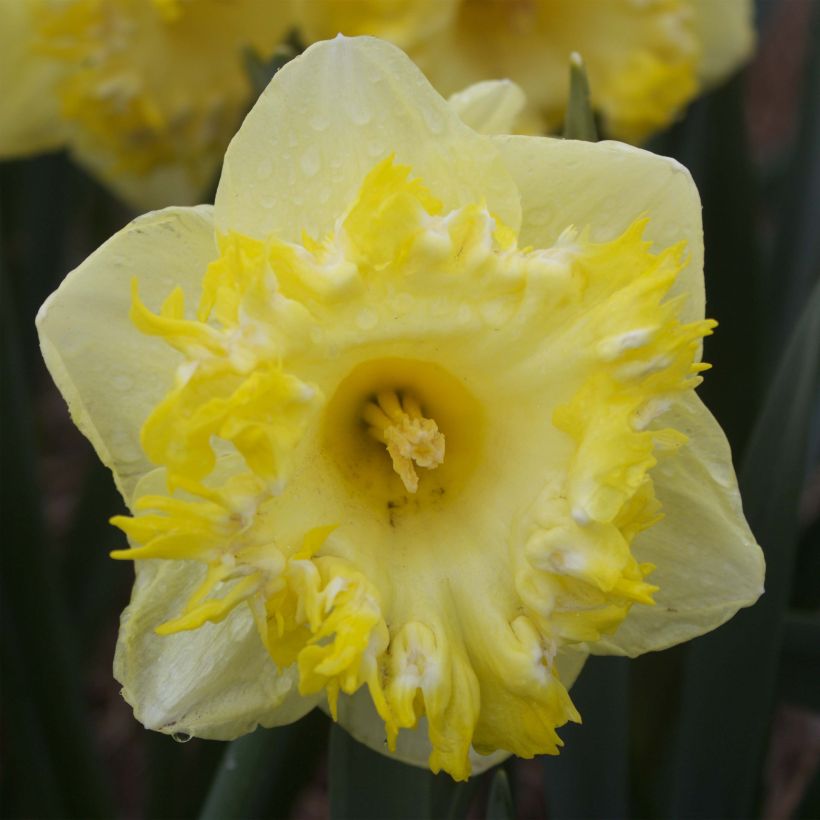 Narcissus Snowtip (Flowering)